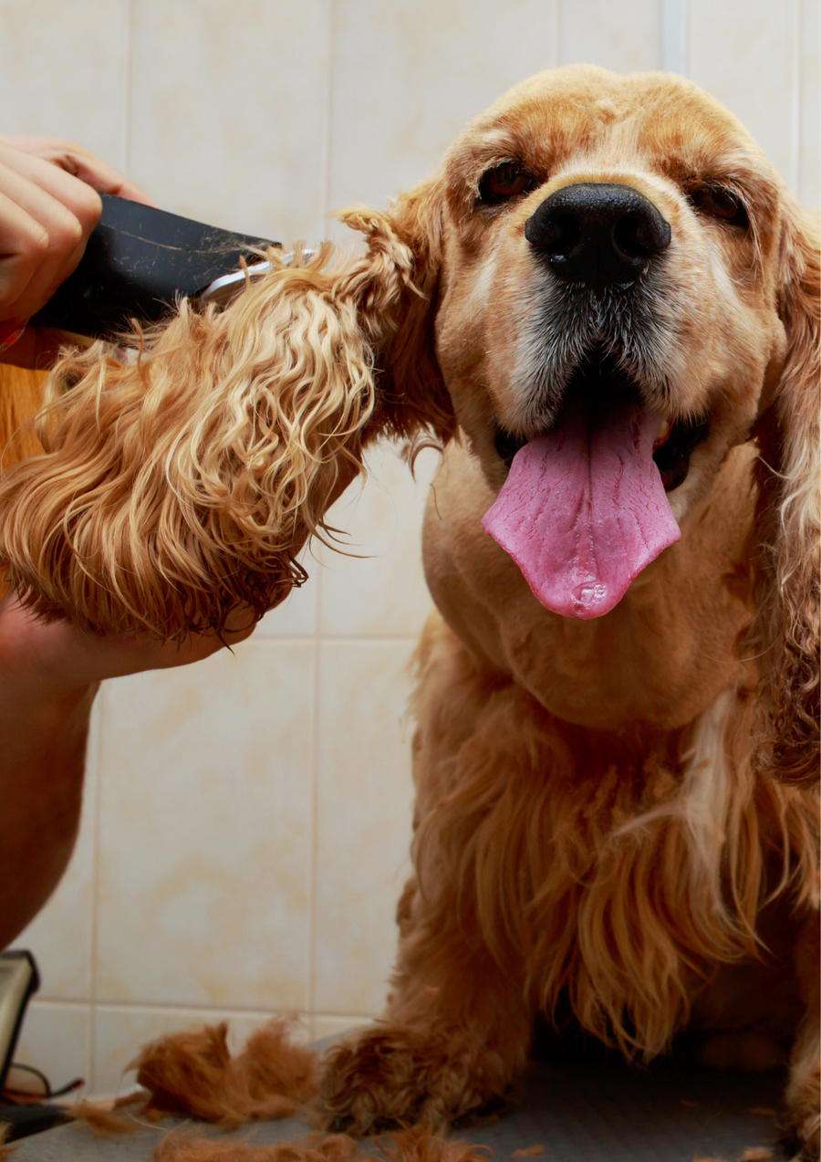 Shampoo per cani FLOOF Shine per cani a pelo lungo - Vallescura
