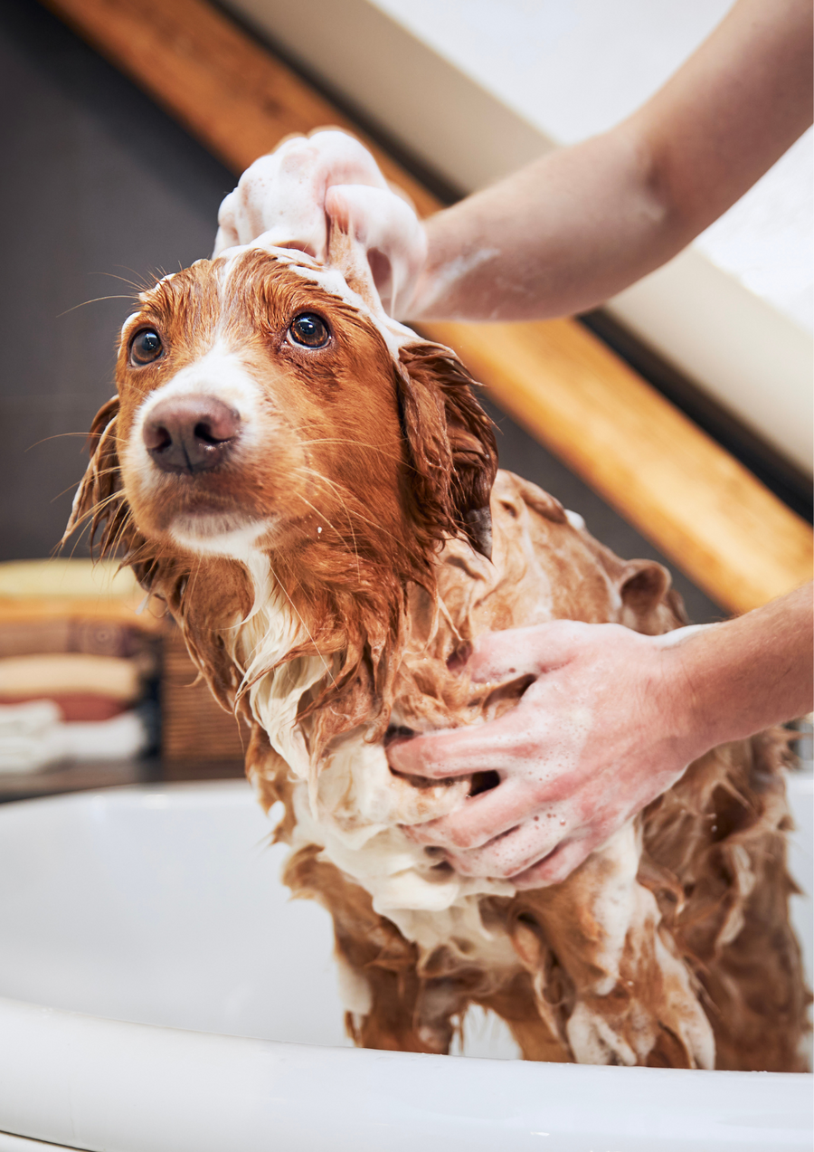 Shampoo per cani BOOF Protection per cani a pelo corto - Vallescura