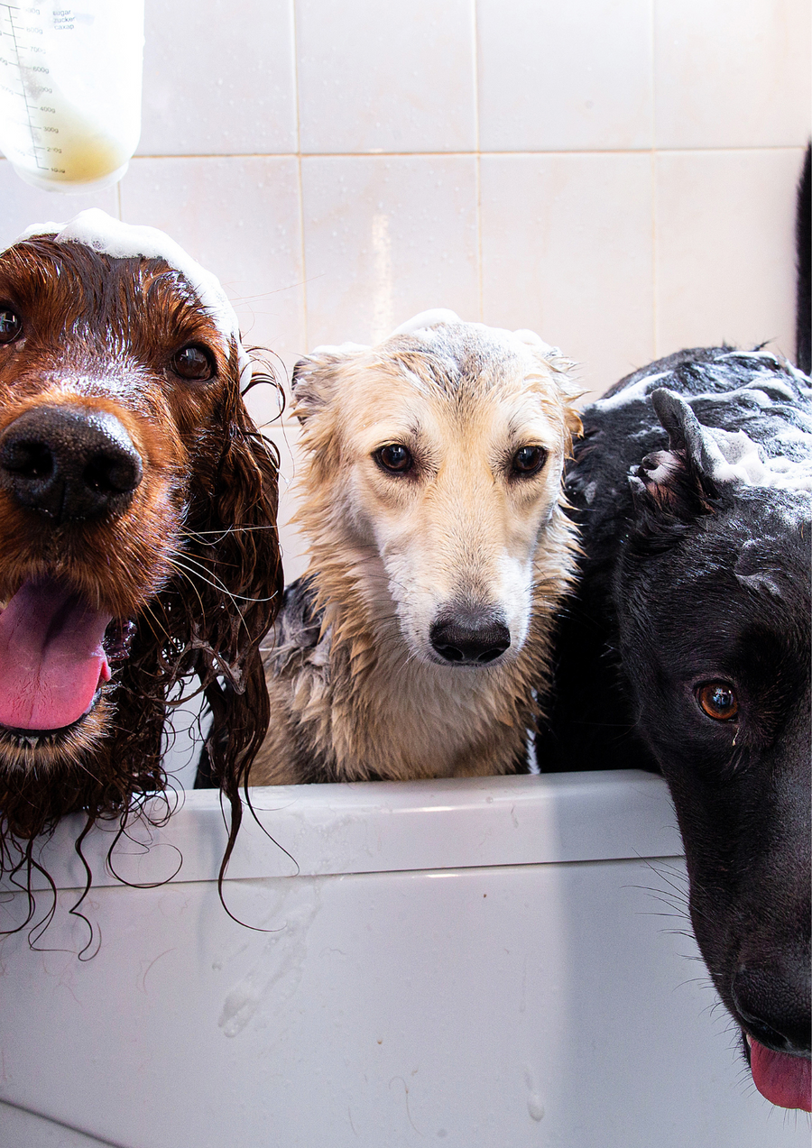 Shampoo per cani FLOOF Shine per CANI a pelo lungo - Vallescura