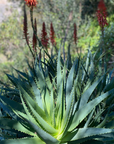 Succo di Aloe con estratto di Elicriso- Idratante, lenitivo- Pelle e Capelli - La Selva Positano