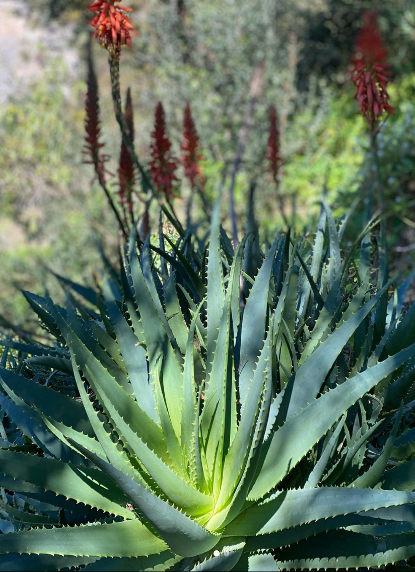 Succo di Aloe con estratto di Elicriso- Idratante, lenitivo- Pelle e Capelli - La Selva Positano